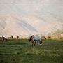 Rankin Ranch - California Cattle & Guest Ranch