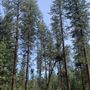 McArthur-Burney Falls Memorial State Park (SP)