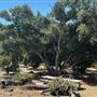 Tapia Park @ Malibu Creek State Park (SP)