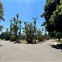 Lacy Park