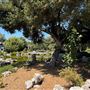 Huntington Library, Art Museum, and Botanical Gardens