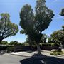 Home of Peace Memorial Park and Mortuary