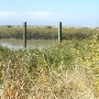 Alviso