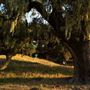 Taylor Mountain Regional Park