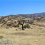 Tejon Ranch