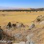 Tejon Ranch