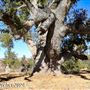 Tejon Ranch