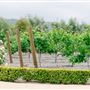 Tuscan Rose Ranch