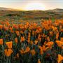 Antelope Valley California Poppy Reserve State Natural Reserve (SNR)