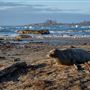 Año  Nuevo State Park (SP)