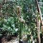San Diego Botanic Garden