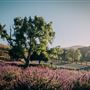 Holman Ranch