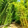 San Diego Botanic Garden