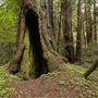 Armstrong Redwoods State Natural Reserve (SNR)