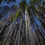 Big Basin Redwoods State Park (SP)