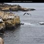 La Jolla Cove