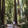 Armstrong Redwoods State Natural Reserve (SNR)