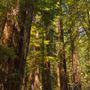 Armstrong Redwoods State Natural Reserve (SNR)