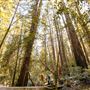 Armstrong Redwoods State Natural Reserve (SNR)