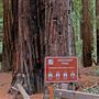 Armstrong Redwoods State Natural Reserve (SNR)