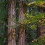 Armstrong Redwoods State Natural Reserve (SNR)