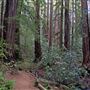 Armstrong Redwoods State Natural Reserve (SNR)