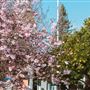 Cloverdale