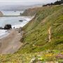 Sonoma Coast State Park (SP)