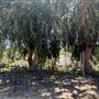 Modern Farmhouse on Expansive Agoura Hills Lot – Film-Ready & Versatile