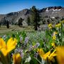 Palisades Tahoe