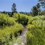 Washoe Meadows State Park (SP)