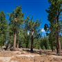 Washoe Meadows State Park (SP)
