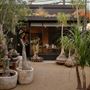 The Haus Plant