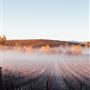 Cline Cellars