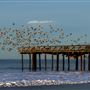 Seacliff State Beach (SB)