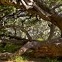 Los Osos Oaks State Natural Reserve (SNR)