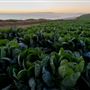 New Brighton State Beach (SB)
