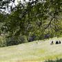 New Melones Reservoir and Stevnot Bridge