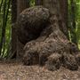 Henry Cowell Redwoods State Park (SP)