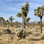 Yucca Valley