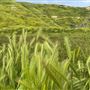 Bracaccini Ranch Property - 50 acres open field / Ranch House / Barns