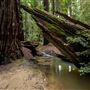 John B. Dewitt Redwoods State National Reserve (SNR)