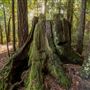 Portola Redwoods State Park (SP)