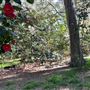 Descanso Gardens