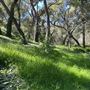Descanso Gardens