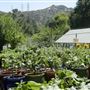 Descanso Gardens