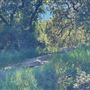 Descanso Gardens