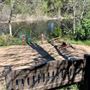 Descanso Gardens