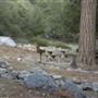 Crystal Lake Recreation Area / Campground - Angeles National Forest
