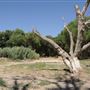 Mojave Narrows Regional Park